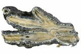 Mammoth Molar Slice With Case - South Carolina #144251-1